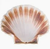 Oesterschelp Test