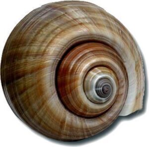 Schelp 2 Test