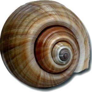 Schelp 2 Test